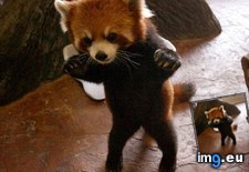 Tags: attack, baby, full, fury, mode, panda, red, witness (Pict. in My r/AWW favs)
