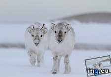 Tags: baby, effectively, heart, melted, reindeer (Pict. in My r/AWW favs)