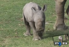 Tags: baby, naptime, rhino (GIF in My r/AWW favs)