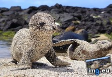 Tags: baby, beach, playing, seals (Pict. in My r/AWW favs)