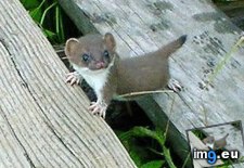 Tags: baby, stoat (Pict. in My r/AWW favs)
