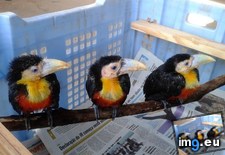 Tags: baby, toucans (Pict. in My r/AWW favs)