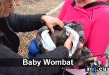 Tags: baby, bag, wombat (GIF in My r/AWW favs)