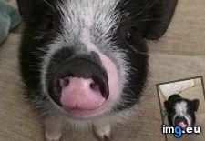 Tags: babysitting, day, depleted, micro, pig (Pict. in My r/AWW favs)
