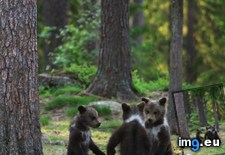 Tags: bear, cub, dance, party (Pict. in My r/AWW favs)