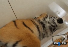 Tags: big, cats (GIF in My r/AWW favs)