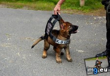 Tags: boston, grow, police, vest (Pict. in My r/AWW favs)