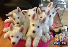 Tags: bucket, huskys (Pict. in My r/AWW favs)