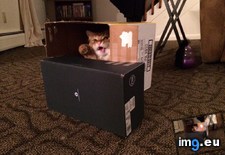 Tags: built, cat, fort, thrilled, was (Pict. in My r/AWW favs)