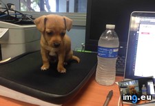 Tags: desk, guy, work (Pict. in My r/AWW favs)