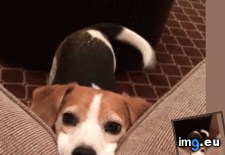 Tags: can, lap, now, sit (GIF in My r/AWW favs)