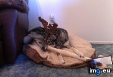 Tags: antlers, candy, cane, forgets, hates, rawhide, she (Pict. in My r/AWW favs)