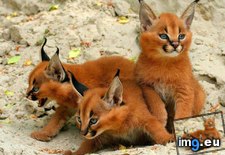 Tags: caracal, kittens (Pict. in My r/AWW favs)