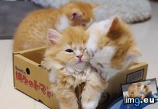 Tags: cat, gif, hugs, kitten, new (GIF in My r/AWW favs)
