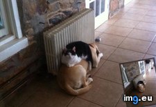 Tags: cat, dog, precariously, sitting (Pict. in My r/AWW favs)