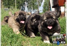 Tags: caucasian, ovcharka, puppies (Pict. in My r/AWW favs)