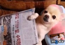 Tags: chihuahua, chill, enjoys, massage, neck, puppy (GIF in My r/AWW favs)