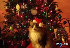 Tags: christmas, kitty (Pict. in My r/AWW favs)