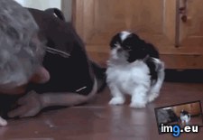 Tags: give, one (GIF in My r/AWW favs)