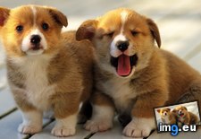 Tags: corgi, puppies (Pict. in My r/AWW favs)