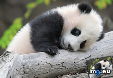 Tags: baby, cute, panda (Pict. in My r/AWW favs)