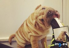 Tags: cute, eating, puppy, shelter, shoe (Pict. in My r/AWW favs)