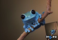 Tags: cutest, frog (Pict. in My r/AWW favs)