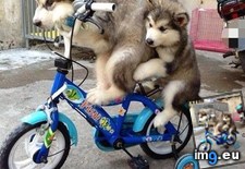 Tags: cycling, exercise, good, husky (Pict. in My r/AWW favs)