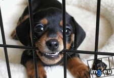 Tags: cage, puppy, rage, widdle (Pict. in My r/AWW favs)