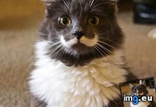 Tags: did, movember, say (Pict. in My r/AWW favs)