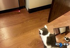 Tags: cat, dishwasher, dot, moves, red, waits, working, yet (Pict. in My r/AWW favs)