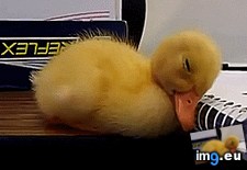 Tags: duckling, head, shake, waking (GIF in My r/AWW favs)