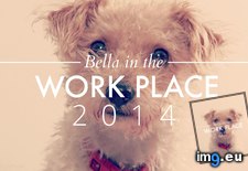 Tags: bella, calendar, called, christmas, dog, family, for, workplace, year (Pict. in My r/AWW favs)