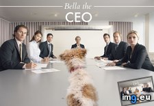 Tags: bella, calendar, called, christmas, dog, family, for, workplace, year (Pict. in My r/AWW favs)
