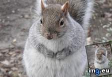 Tags: fat, season, squirrel (Pict. in My r/AWW favs)