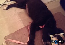 Tags: collie, did, female, finally, lab, meet, puppy, rescued, skye (Pict. in My r/AWW favs)