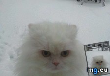 Tags: experienced, flour, impressed, snow, time (Pict. in My r/AWW favs)