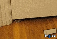 Tags: kittens (GIF in My r/AWW favs)