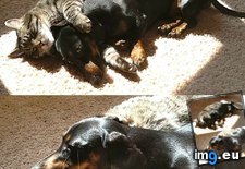 Tags: cat, cuddling, dachshund, sun (Pict. in My r/AWW favs)