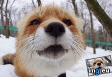Tags: fox, japan, village (Pict. in My r/AWW favs)