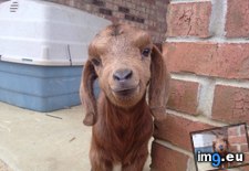 Tags: fresh, goat, old, weeks (Pict. in My r/AWW favs)