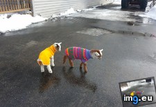 Tags: baby, friend, goats, sweaters (Pict. in My r/AWW favs)