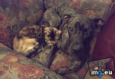 Tags: cat, dog, for, minutes, moved, stayed, time (Pict. in My r/AWW favs)