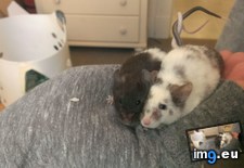 Tags: cuddling, girlfriend, mice, tails, tangle (Pict. in My r/AWW favs)