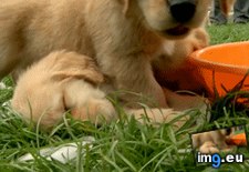 Tags: cubes, golden, ice, pile, play, puppy, retriever, siblings, sleeps (GIF in My r/AWW favs)