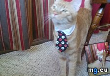 Tags: cat, got, tie (Pict. in My r/AWW favs)