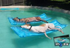 Tags: athletes, atlanta, facebook, greyhound, posted, rescue, retirement (Pict. in My r/AWW favs)