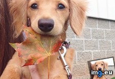 Tags: day, fall, happy (Pict. in My r/AWW favs)