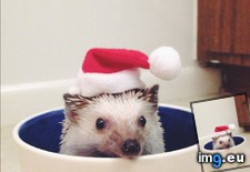 Tags: edition, happy, hedgehog, holidays (Pict. in My r/AWW favs)