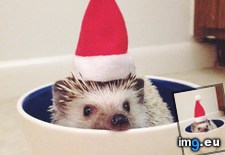 Tags: edition, happy, hedgehog, holidays (Pict. in My r/AWW favs)